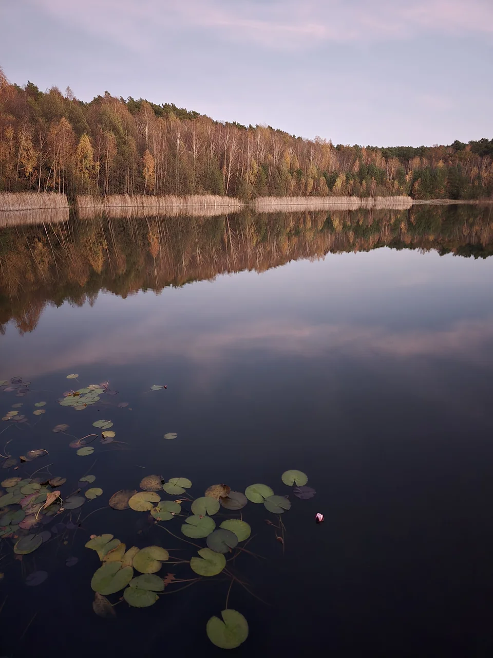 Seerosen auf stillem Wasser vor der Spiegelung des Herbstwaldes